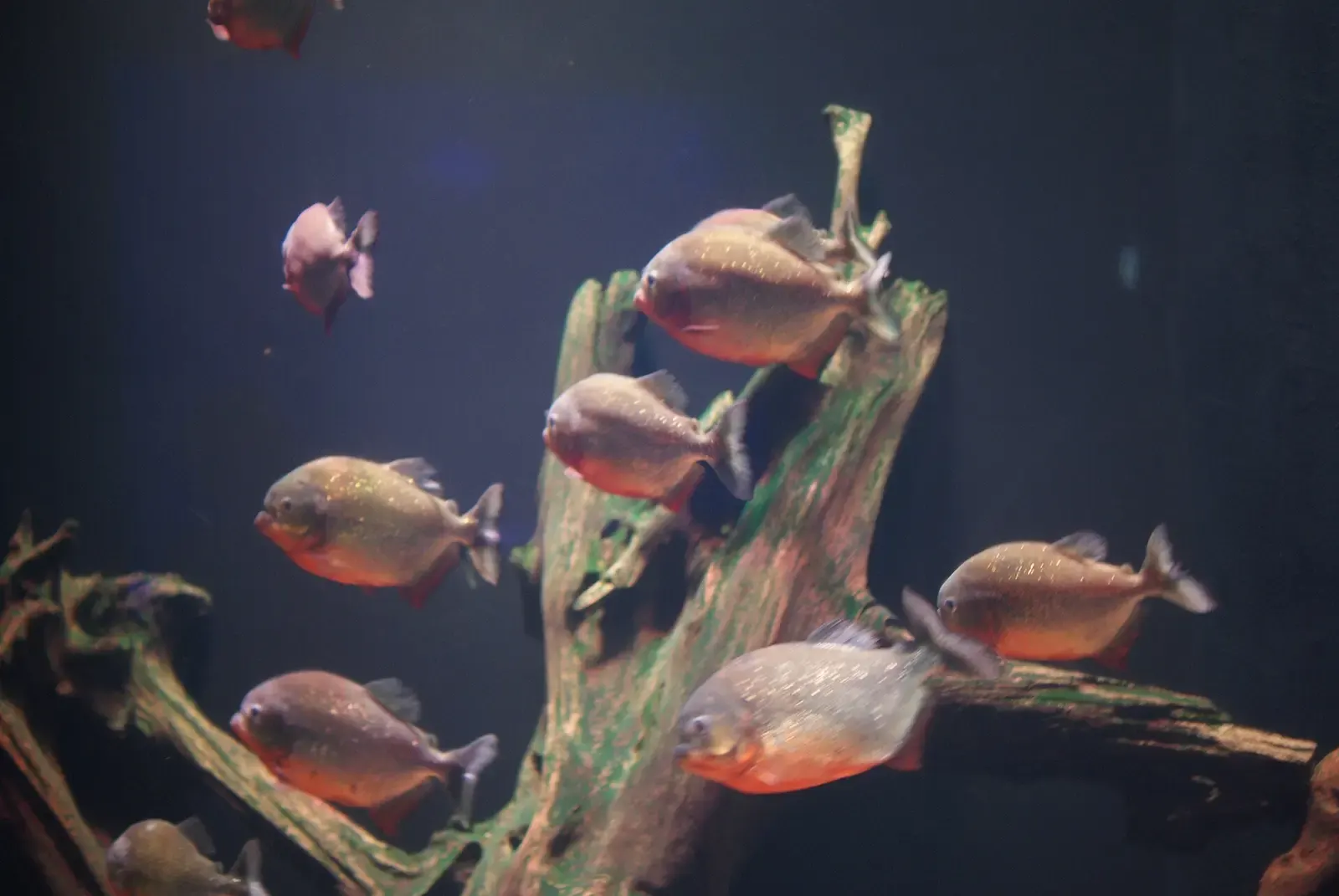 Vissen rond een stuk drijfhout in een bassin van het Antalya Aquarium